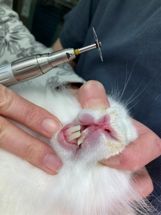 Vlastnosti štruktúry zubov ozdobného králika a pravidlá starostlivosti o ne