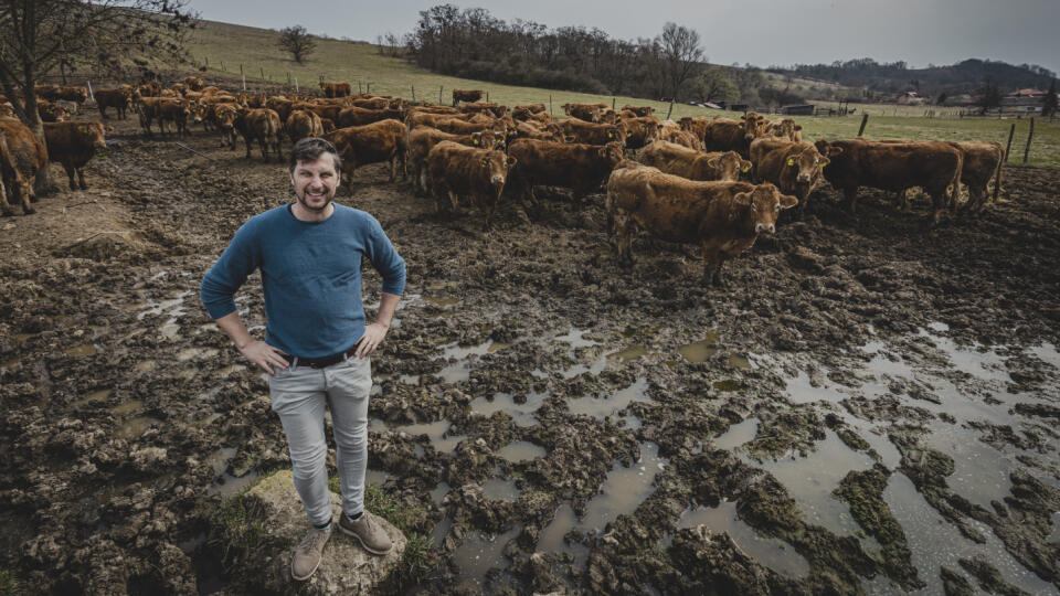 Výkrm býkov na mäso ako podnikanie