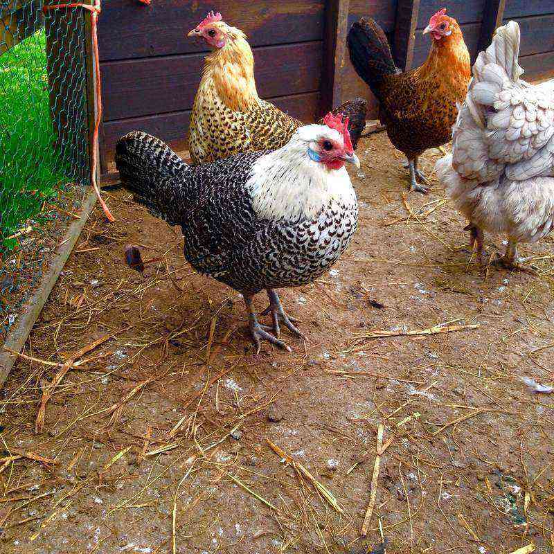 Beskrivning av kycklingar silver campin