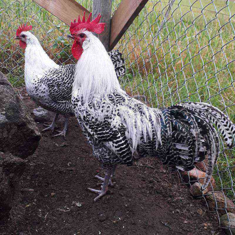 Brekel bred eller kycklingar