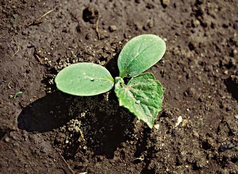 Funktioner för att odla gurkor i växthus