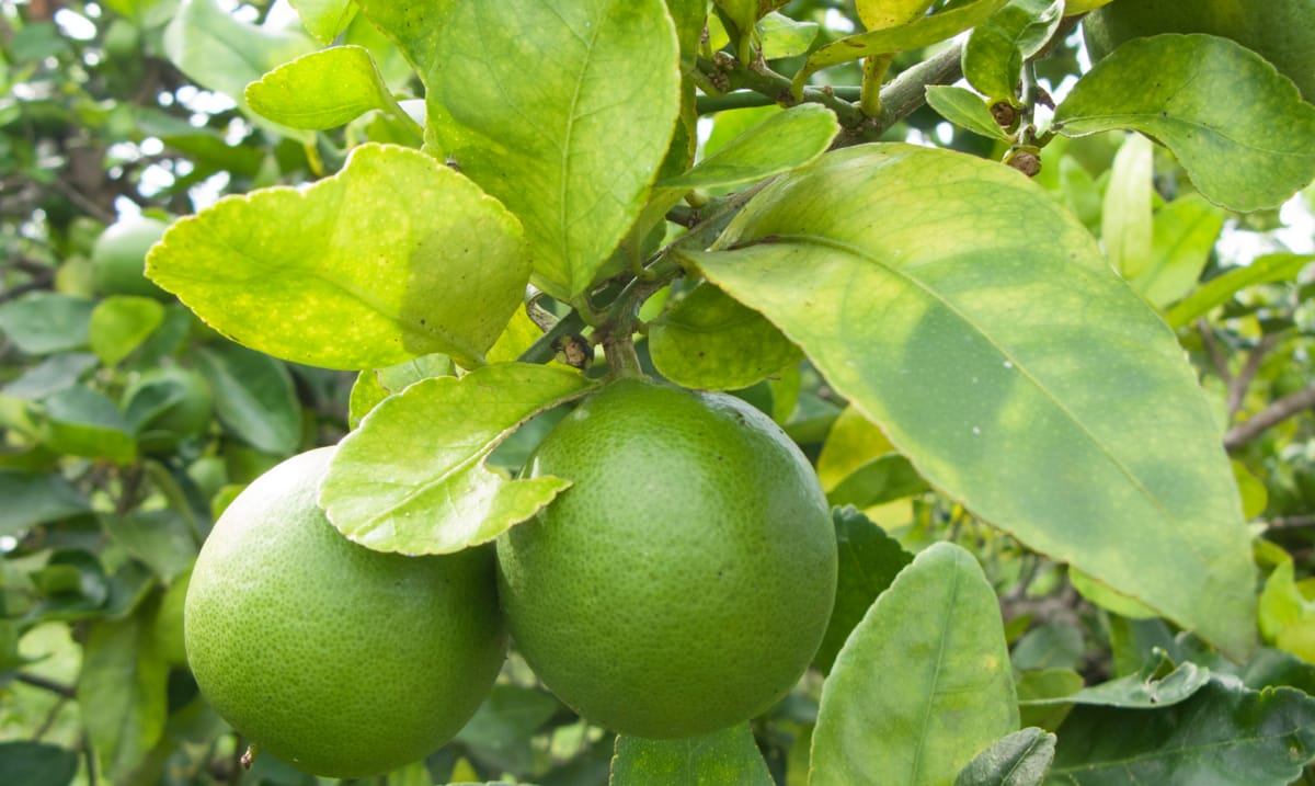 Grönare: obotlig sjukdom hotar apelsingrödor