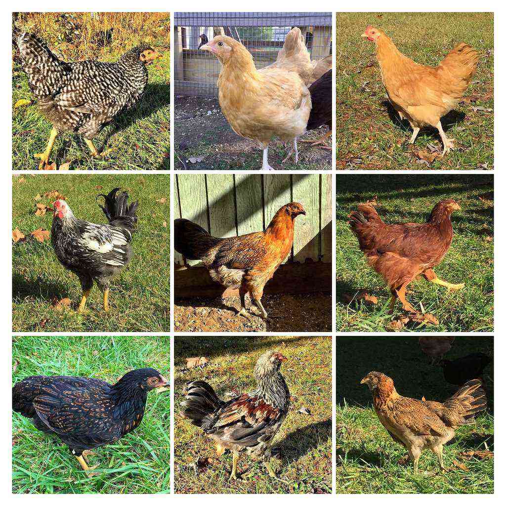 Harka ras av kycklingar