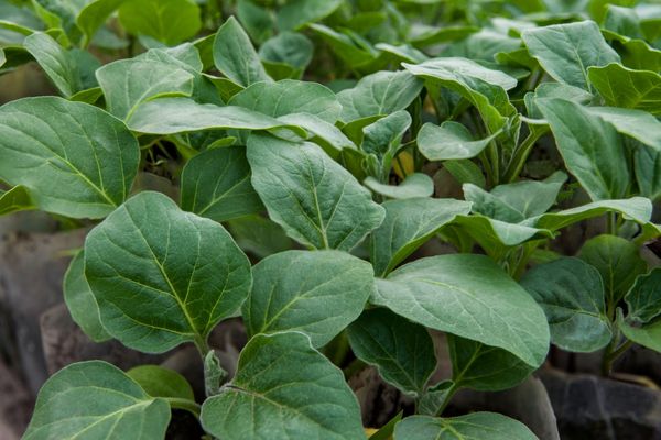 Hemligheter för att odla och ta hand om aubergine på det öppna fältet