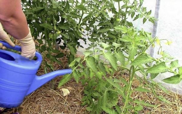 Hur man matar tomater i ett växthus