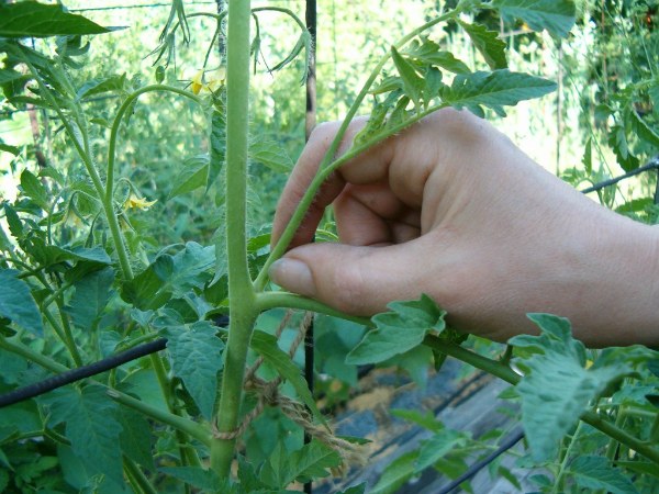 Hur man styvson tomater i ett växthus