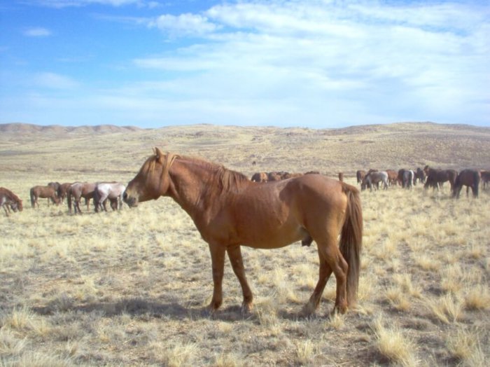 Kazakisk hästras