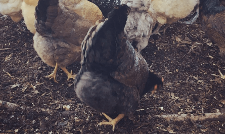 Kycklingar: Hepatisk lipidos