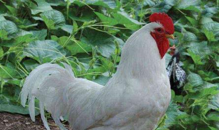 Kycklingar ”Jersey Giant”, deras egenskaper