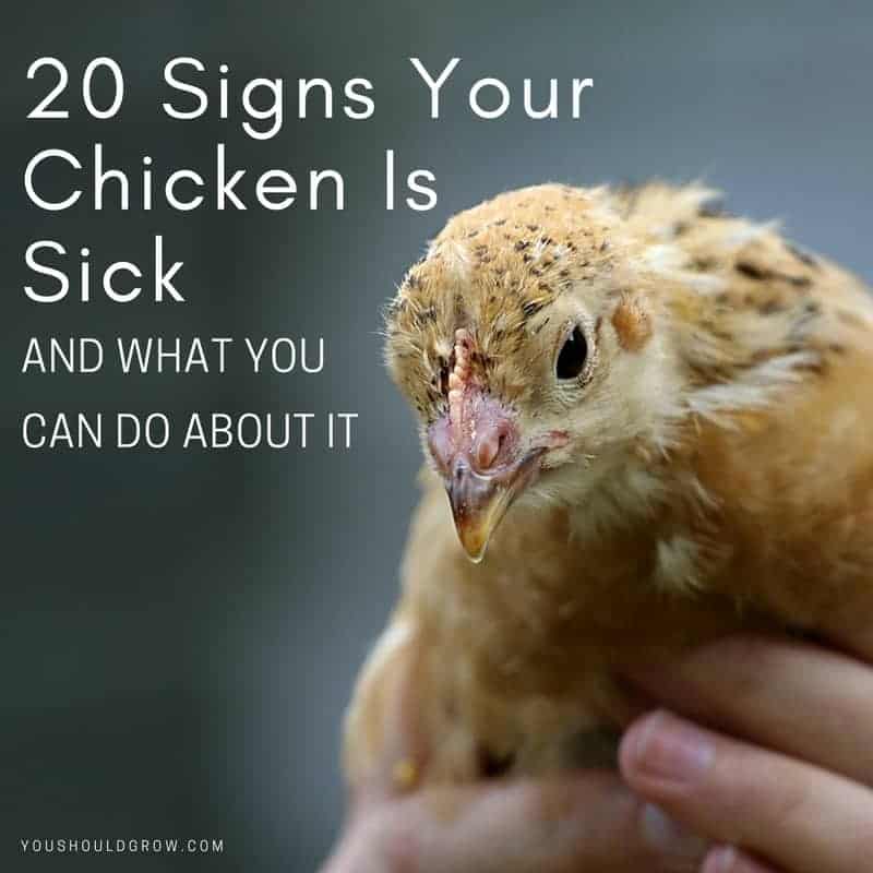 Kycklingar: Rinnande näsa hos kycklingar