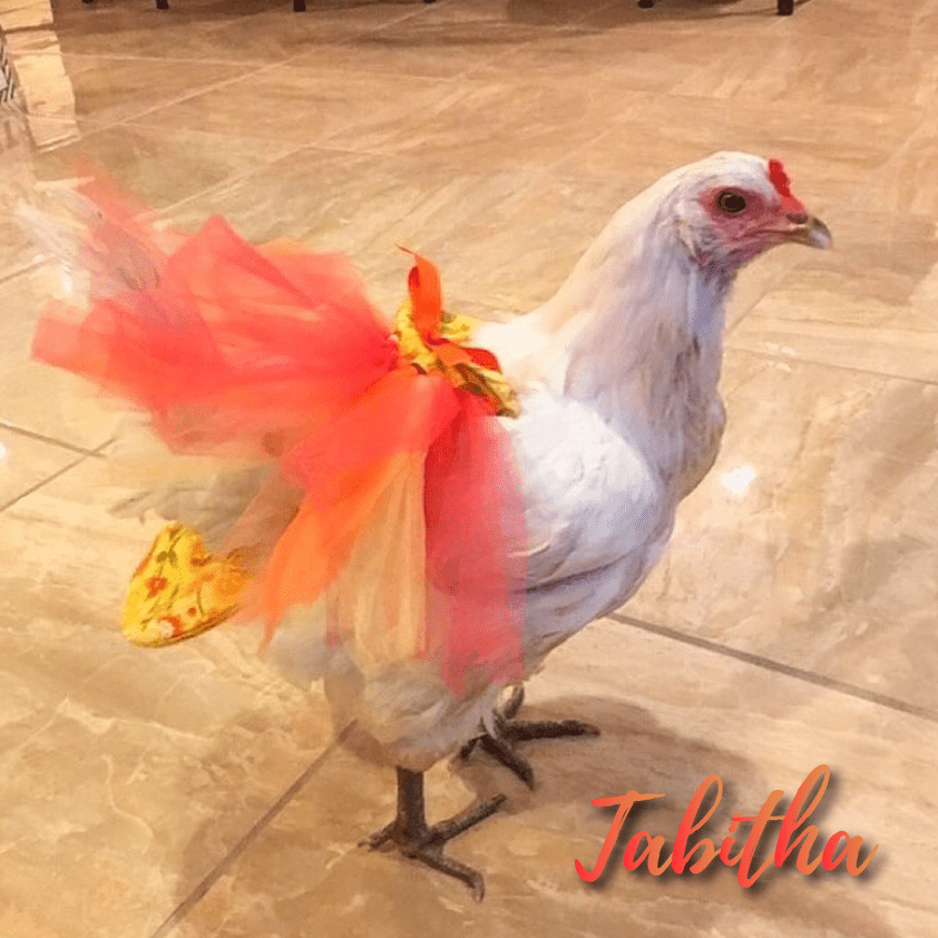 Kycklingar: Salpande bukhinneinflammation hos kycklingar