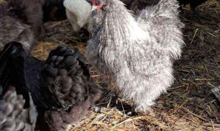 Kycklingar: Vaccination av kycklingar