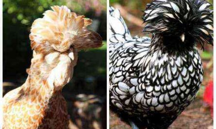 Pushkin ras av kycklingar