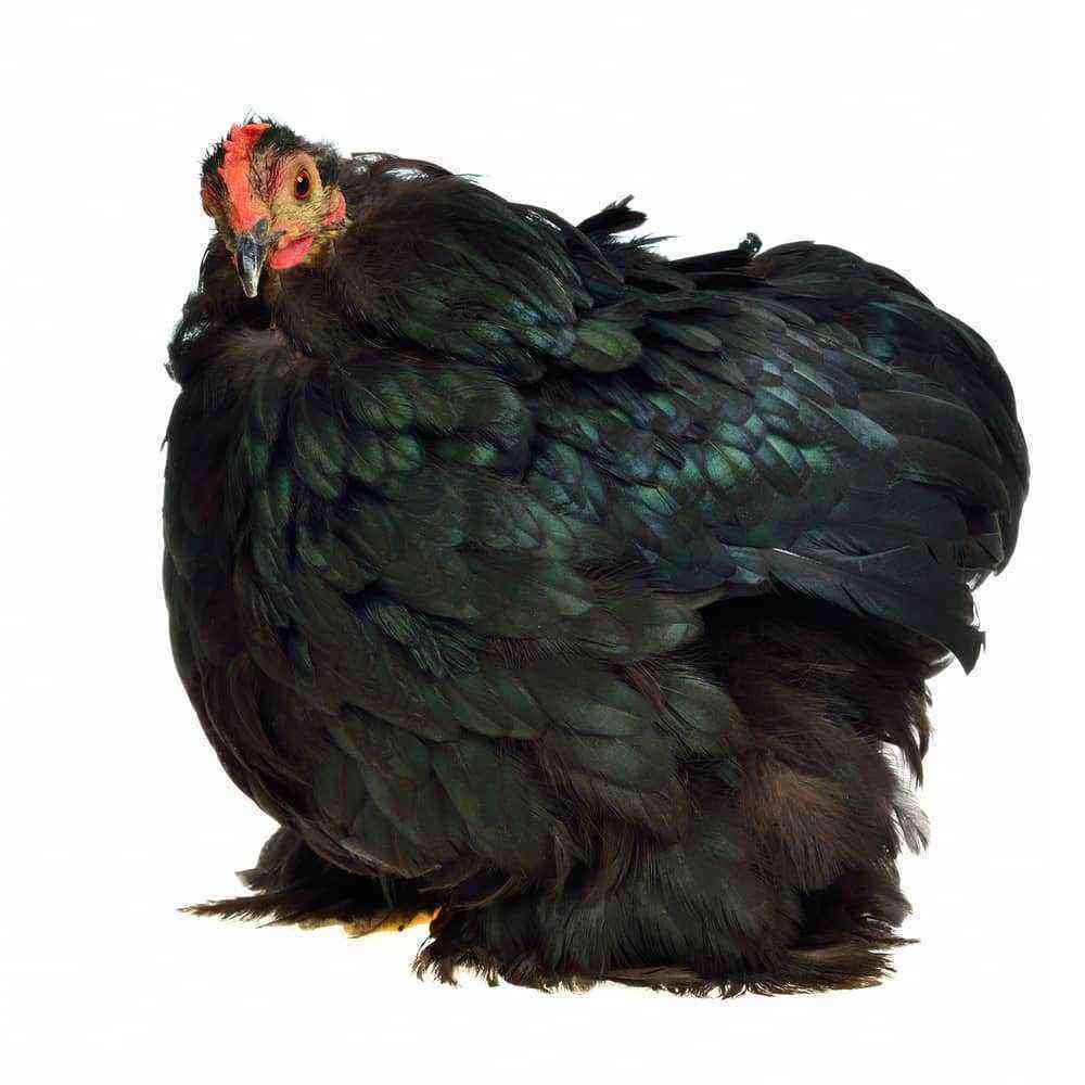 Ras av kycklingar – cochinchins