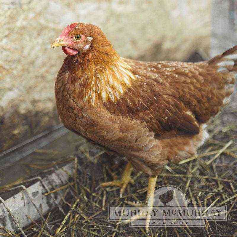 Ras av kycklingar – Greenleg