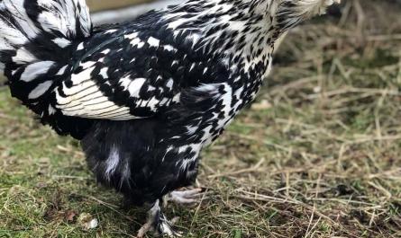 Ras av kycklingar Russian crested