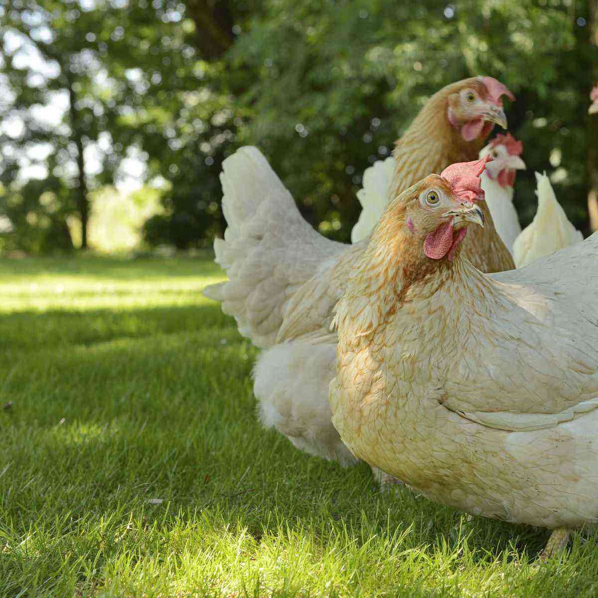 Rhen-kycklingar