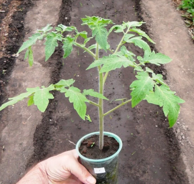 Tomatplantor: beskrivning med foto