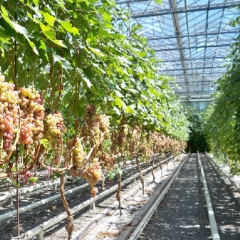 Växthus för druvor: typer och deras egenskaper