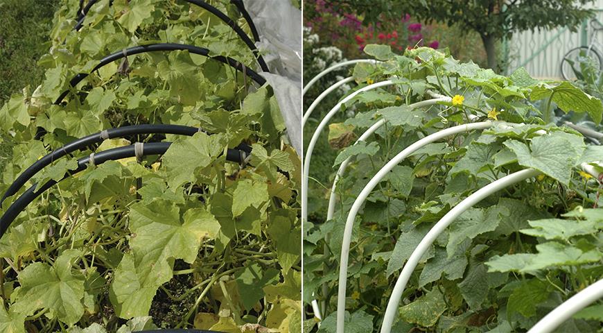 Växthus för gurkor: polykarbonat, glas eller film, vilket är bättre?