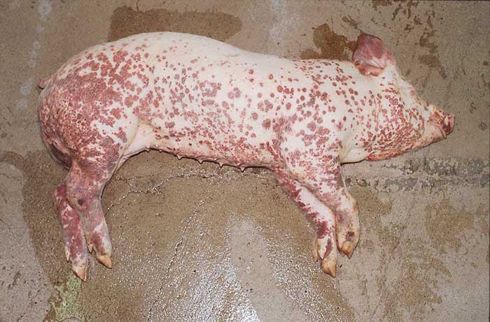 Vilka är infektionssjukdomarna hos grisar?