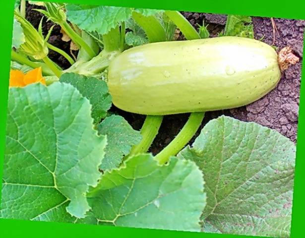 Beskrivning och huvudsakliga egenskaper hos zucchini Iskander med foton och recensioner