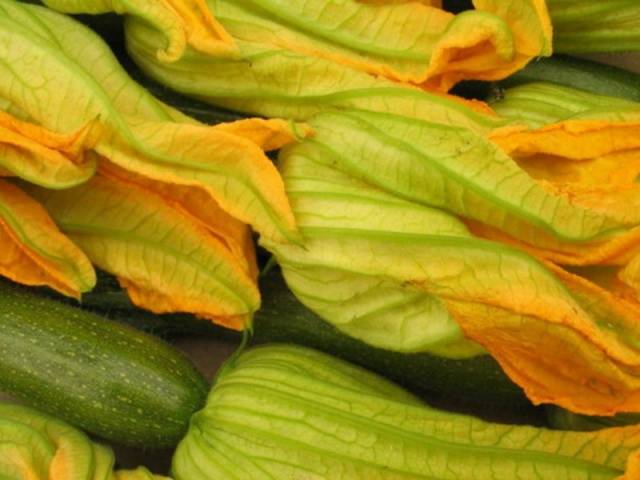 Egenskaper hos zucchinisorten Orange