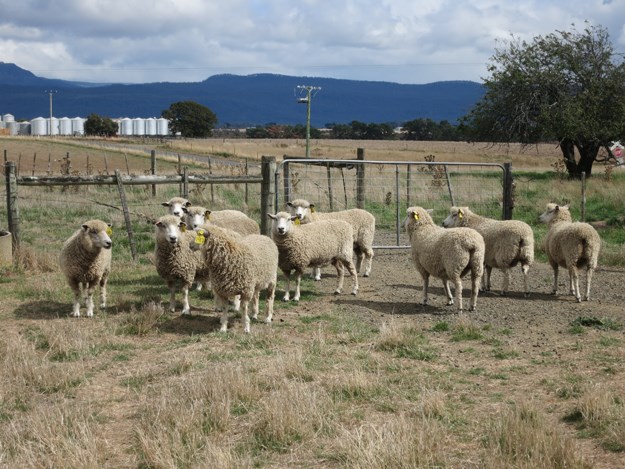 Engelsk ras av får Suffolk: utseende, beskrivning av får och baggar av rasen