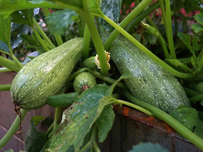 Funktioner för att odla och ta hand om plantor av zucchini