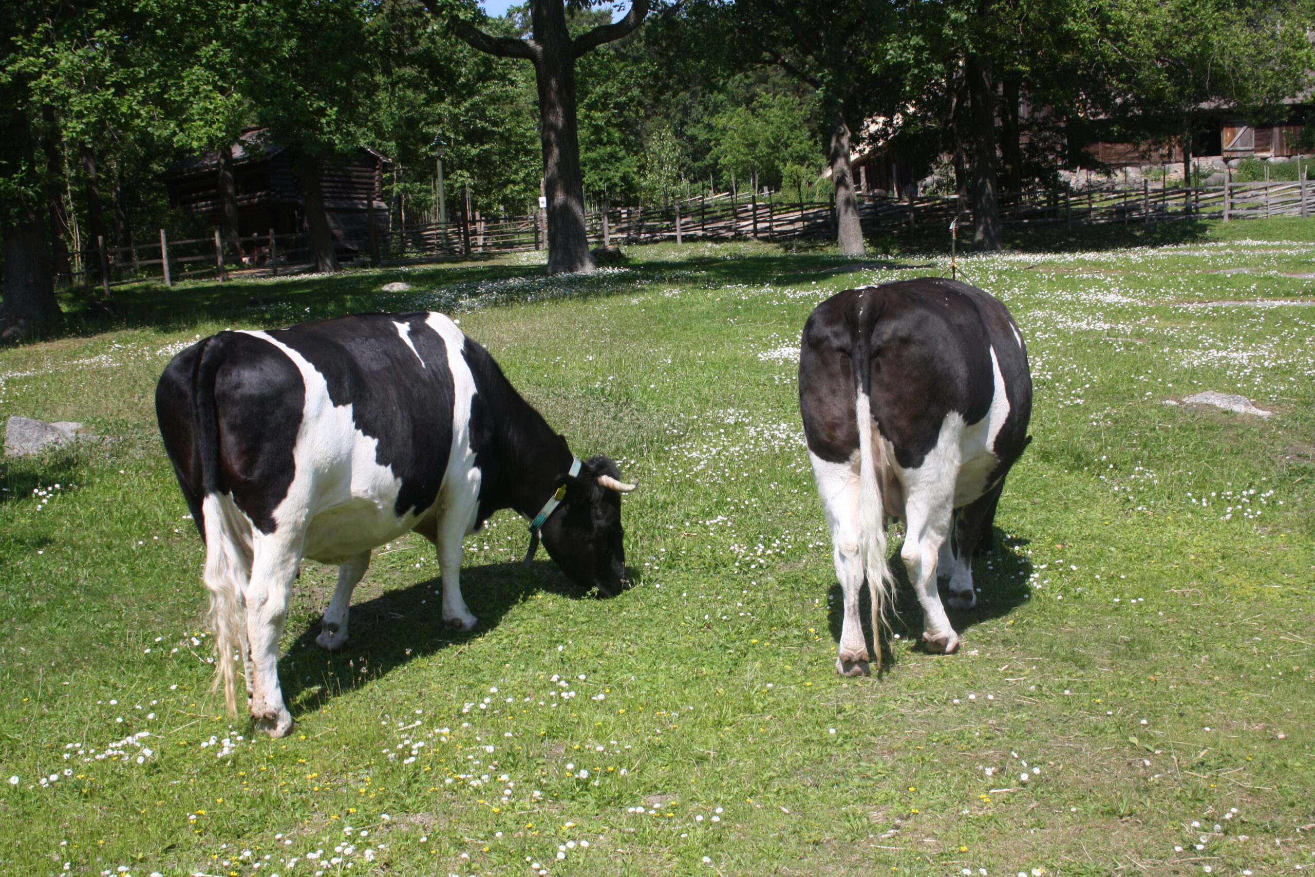 Holstein ko ras