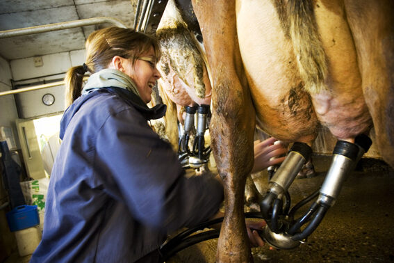 Hur avvänjar man en ko från att sparka under mjölkning?