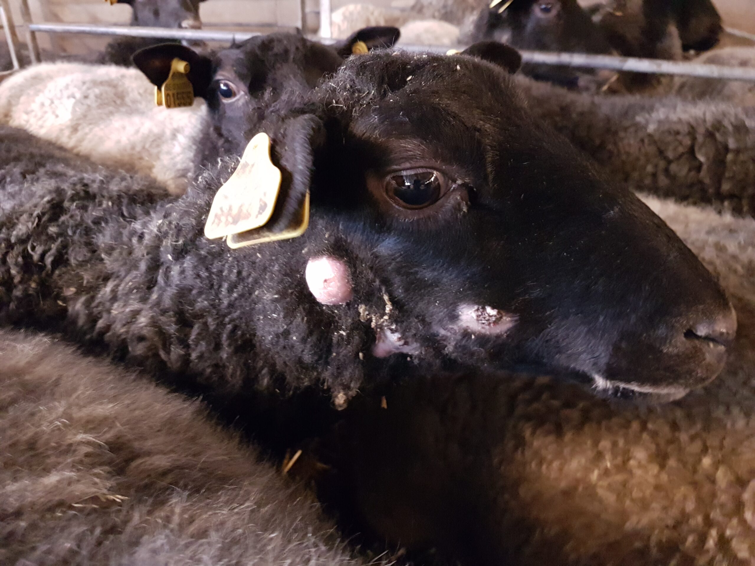 Hur behandlar man en böld hos en ko?