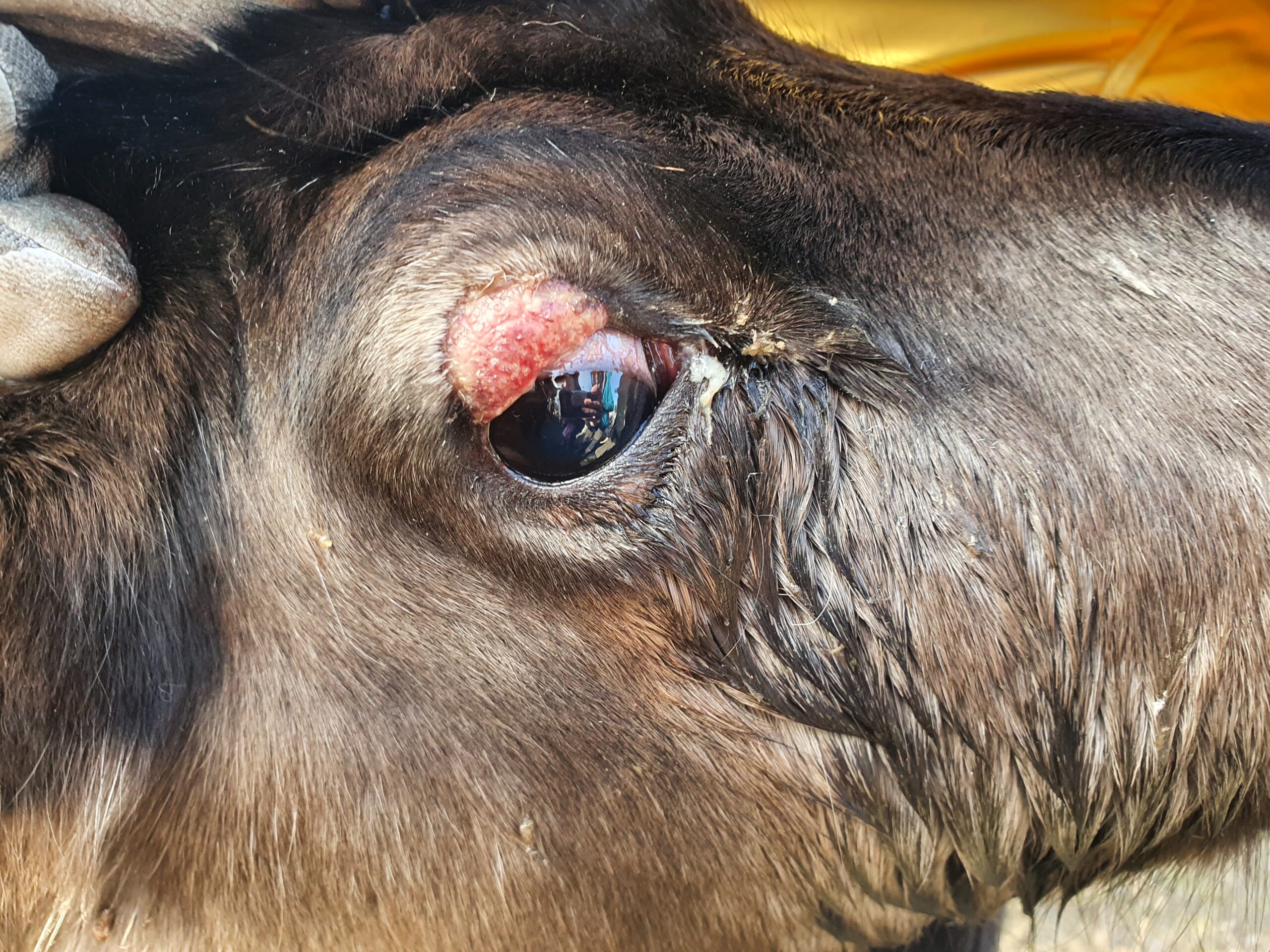 Hur behandlar man en tagg i ögat på en ko?