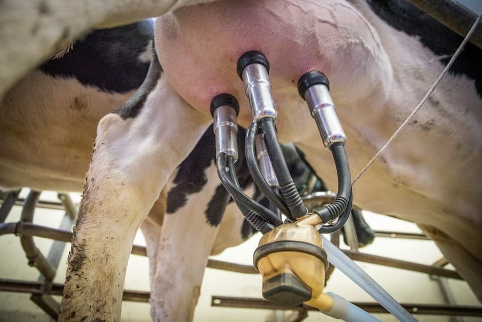 Hur man mjölkar en ko korrekt med en mjölkmaskin