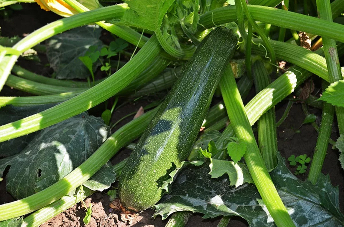 Hur man odlar zucchini i ett växthus