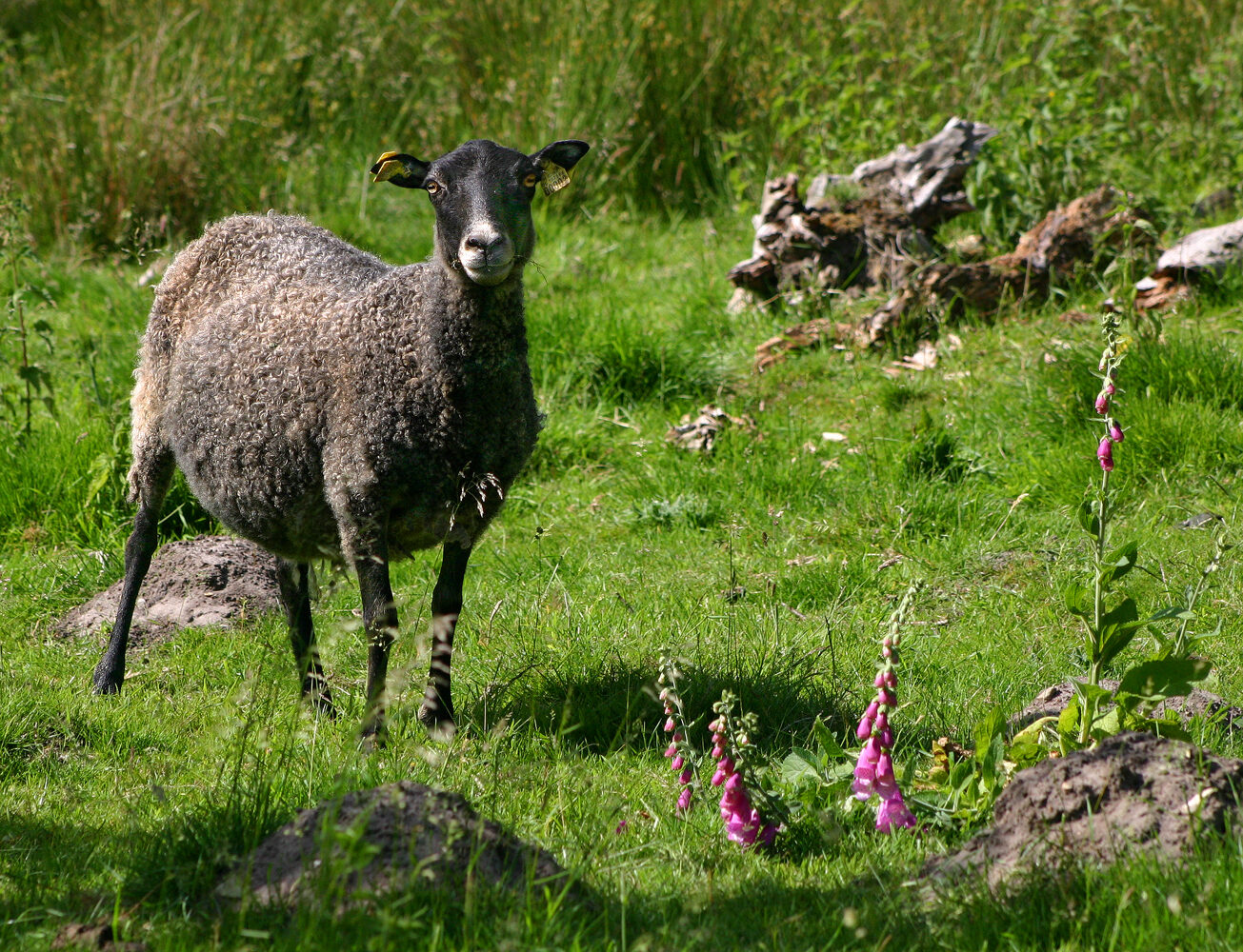 Medelvikt för ett får: en levande vuxen, hur mycket väger en lammkropp