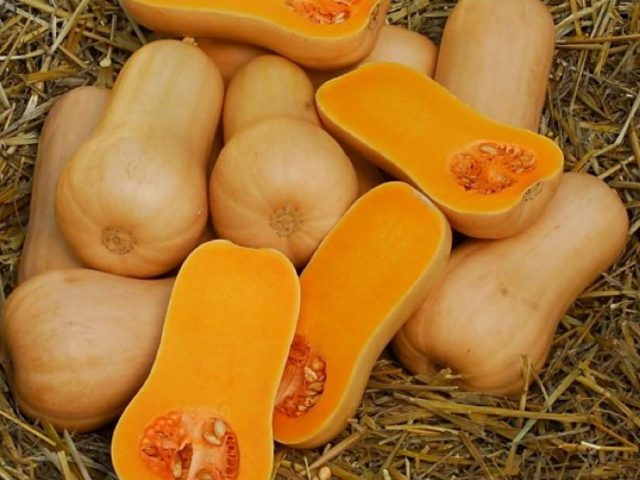 Pumpkin Vitamin – en senmognad sort med högt innehåll av karoten