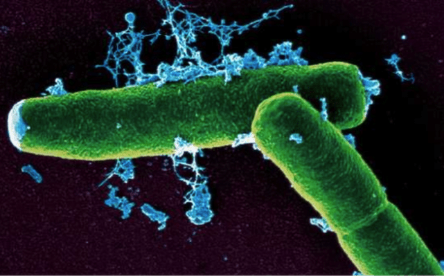 Sjukdom dikrocelios hos nötkreatur