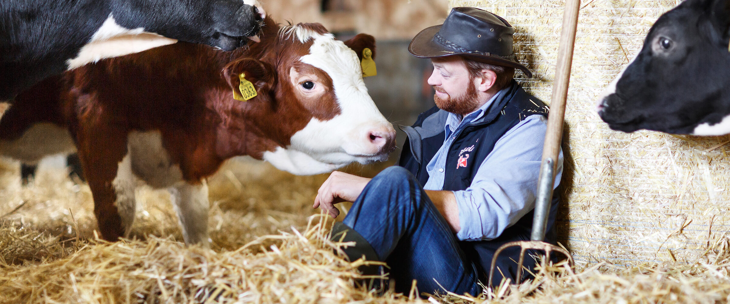 Smeknamn för en ko och en kalv – hur man väljer, vad man ska tänka på, populära exempel