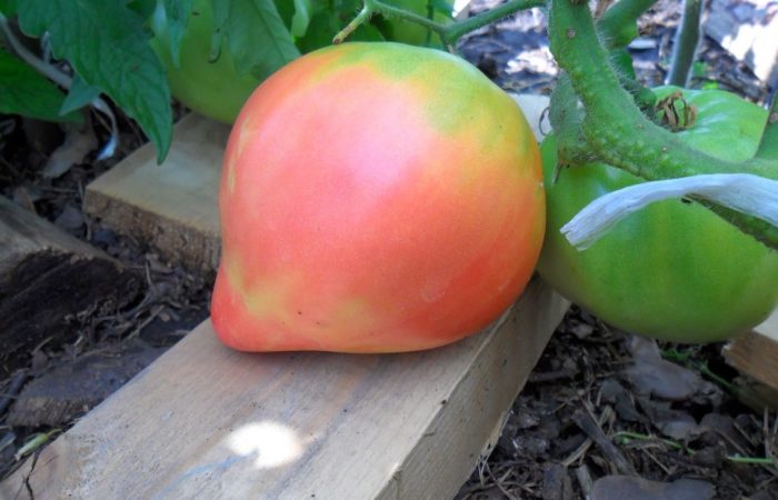Abakan pembe domatesi uzun süreli meyve vermesi ve mükemmel tadı nedeniyle seçilmiştir.