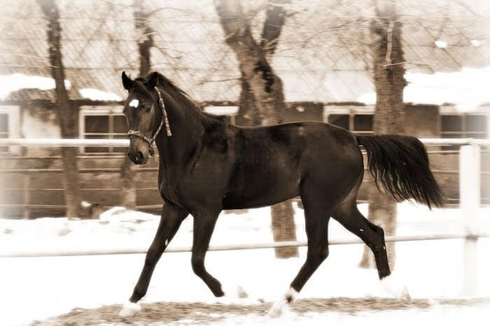Amerikan paçalı (standart yetiştirilmiş) at cinsi