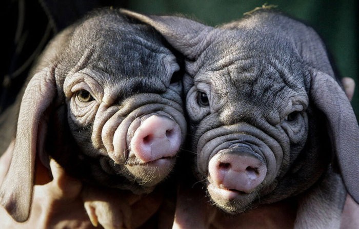 Çin domuz yavruları