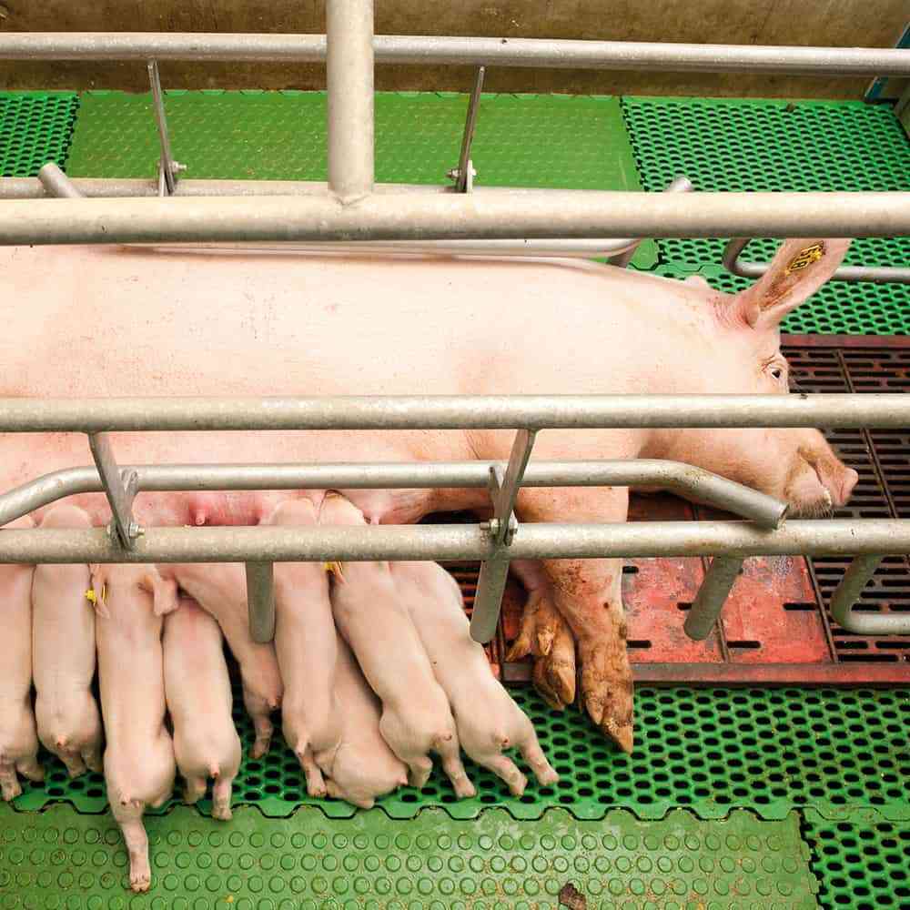 Dişi domuzların süt üretimi