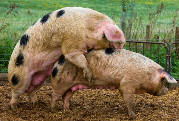 Evde bir domuzun hamileliği nasıl belirlenir?
