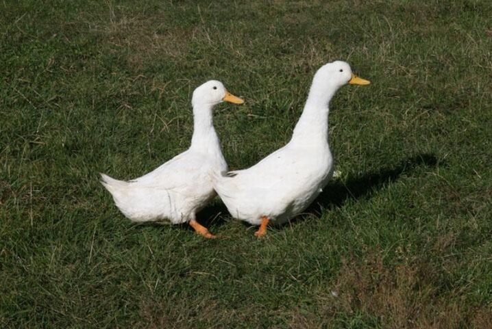 Moskova, Ukrayna ve diğer cins ördekler.  Evcil bir piliç ördeği neye benziyor?  Beyaz dikenler kim?