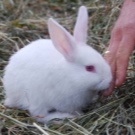 Tavşan beyaz dev