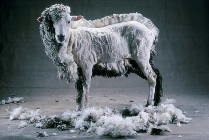 Texel cừu