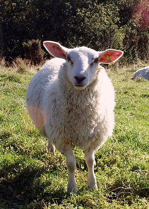 Ai được coi là tổ tiên của cừu nhà: lý thuyết về nguồn gốc