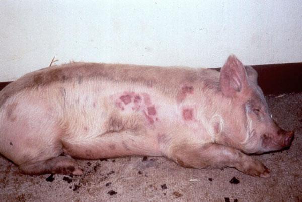 Bệnh đậu mùa ở lợn và lợn con