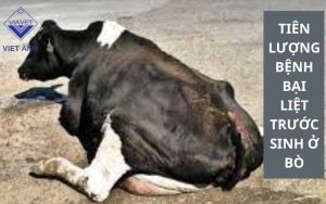 Bệnh liệt ở bò sau khi đẻ